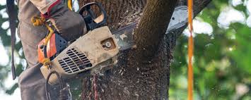 Best Aeration Services  in Superior, CO