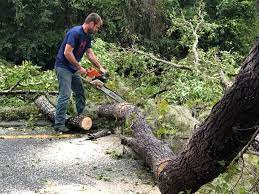 Best Tree Removal  in Superior, CO