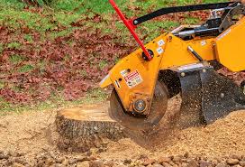 Best Tree Disease Treatment  in Superior, CO