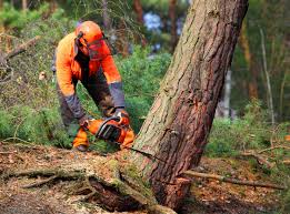 Best Lawn Maintenance Plans  in Superior, CO