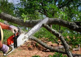  Superior, CO Tree Services Pros