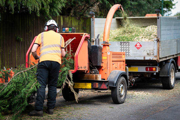 Best Firewood Processing and Delivery  in Superior, CO