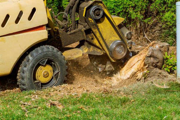 Best Lawn Grading and Leveling  in Superior, CO