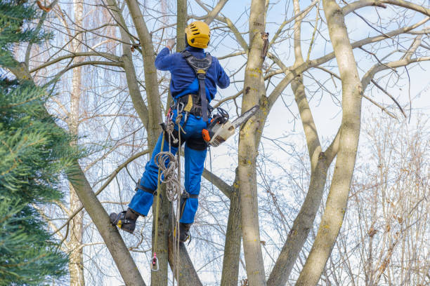 How Our Tree Care Process Works  in  Superior, CO