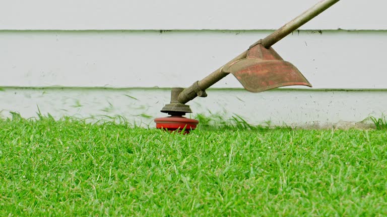 Trusted Superior, CO Tree Services Experts