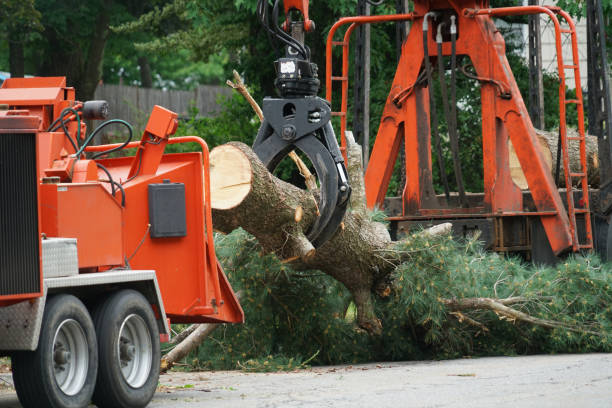 Best Tree Mulching  in Superior, CO