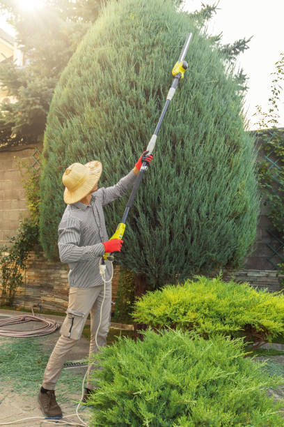 Best Hedge Trimming  in Superior, CO