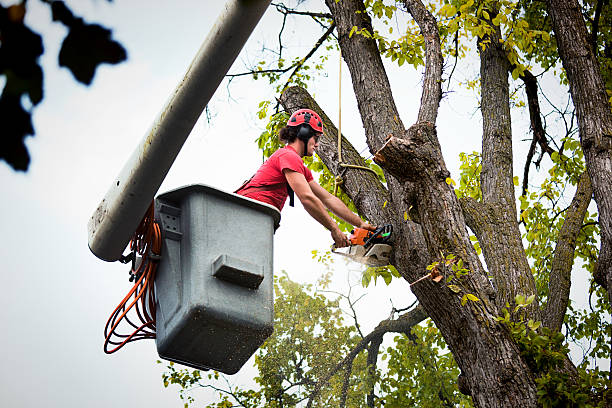Best Tree and Shrub Care  in Superior, CO